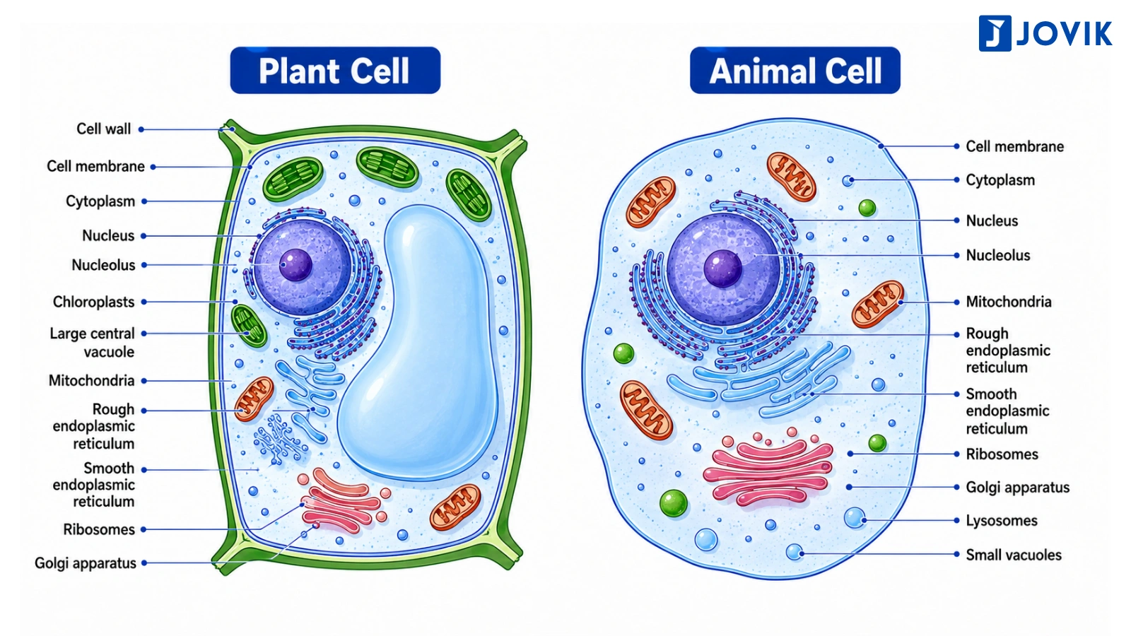 Plant cell and animal cell labelled diagram showing their major structures and organelles