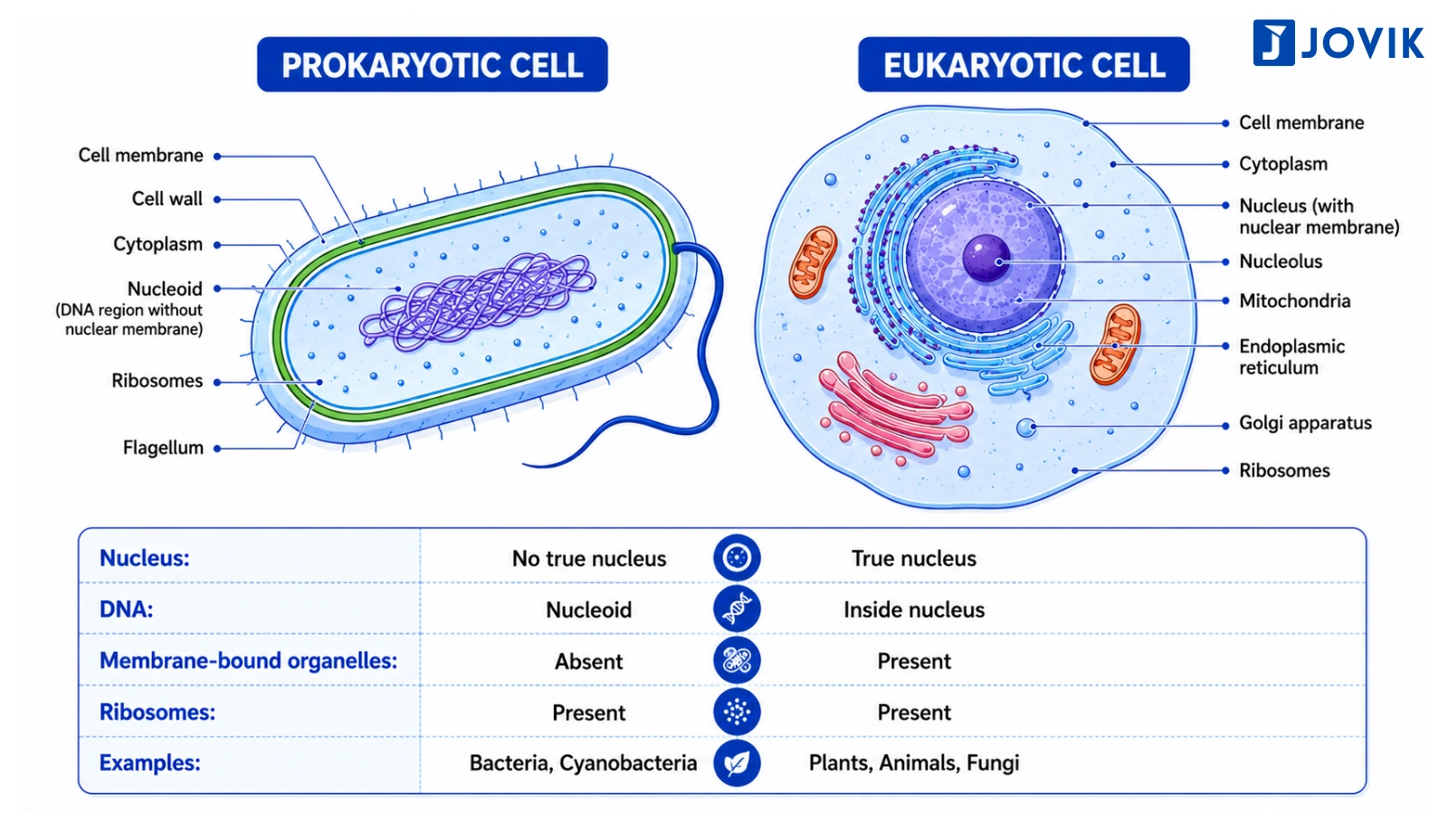 Prokaryotic and eukaryotic cells labelled diagram comparing their structures